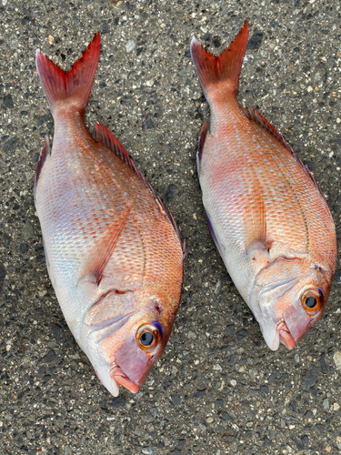 マダイの釣果