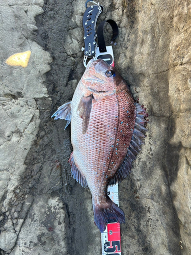 マダイの釣果