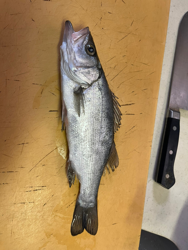 セイゴ（ヒラスズキ）の釣果