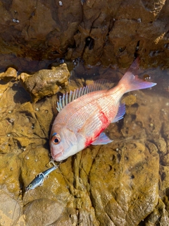 チャリコの釣果