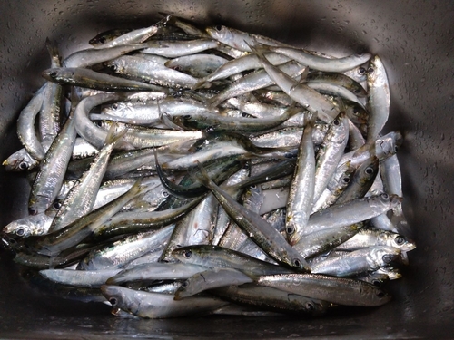 イワシの釣果