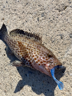 オオモンハタの釣果