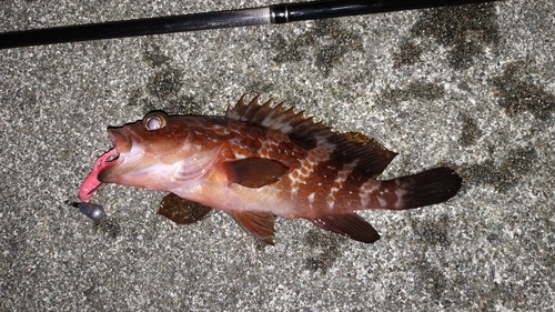 アコウの釣果