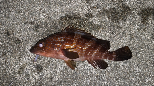 アコウの釣果