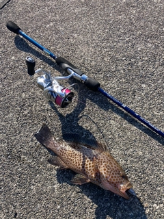 オオモンハタの釣果