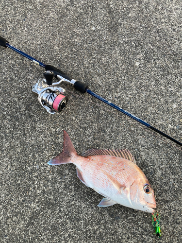 チャリコの釣果