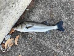 フッコ（マルスズキ）の釣果