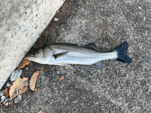 フッコ（マルスズキ）の釣果