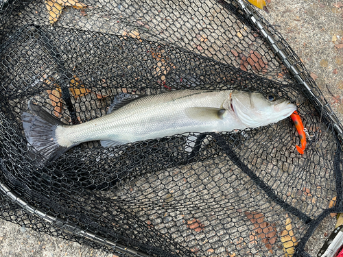 フッコ（マルスズキ）の釣果