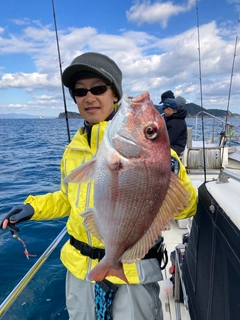 マダイの釣果