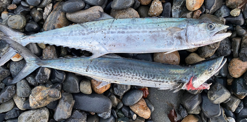 サゴシの釣果