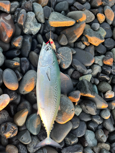 マルソウダの釣果