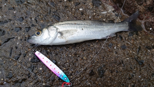 セイゴ（マルスズキ）の釣果