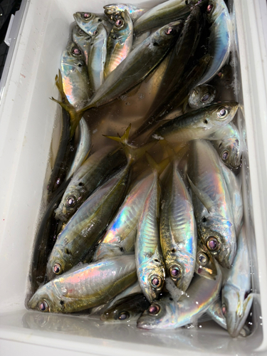 アジの釣果