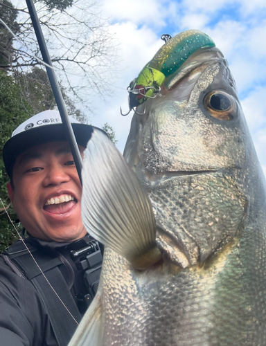 フッコ（マルスズキ）の釣果