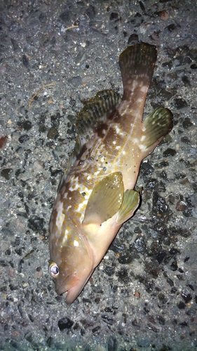 アコウの釣果