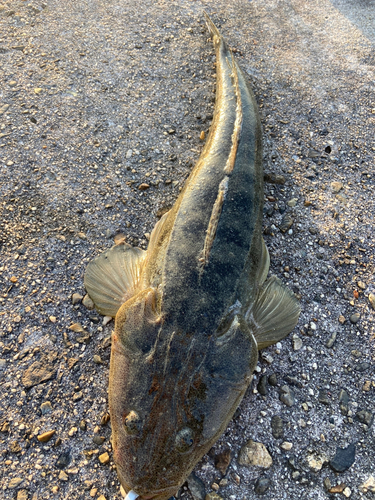 マゴチの釣果