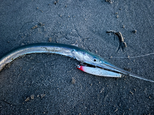 ダツの釣果