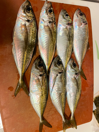 アジの釣果