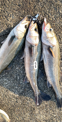 シーバスの釣果