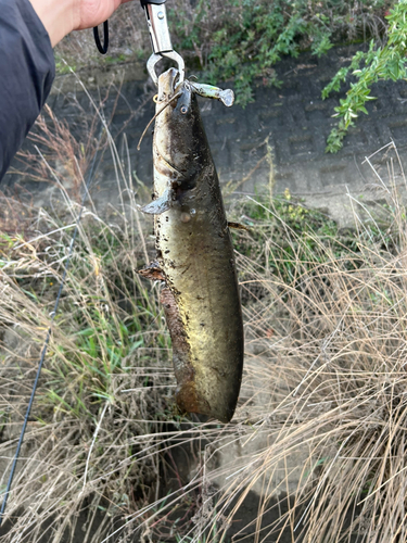 ナマズの釣果