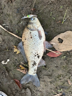 フナの釣果