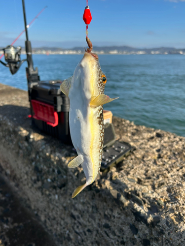 フグの釣果