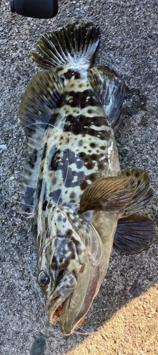 チャイロマルハタの釣果