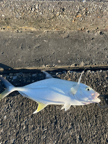 オニヒラアジの釣果