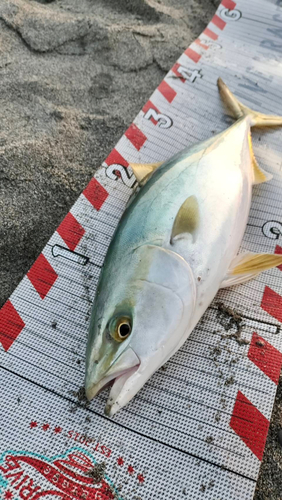 イナダの釣果