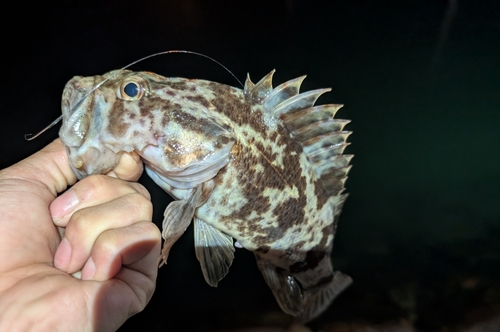 タケノコメバルの釣果