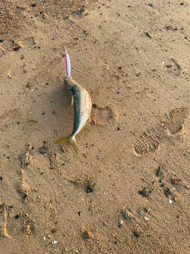 ヤズの釣果