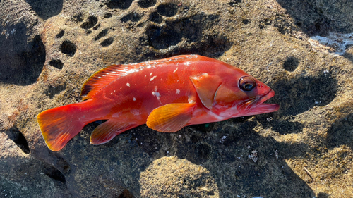 アカハタの釣果