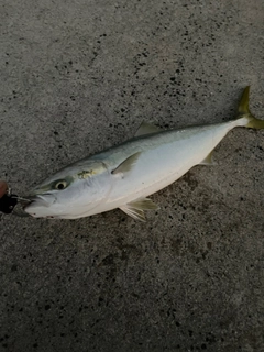 ハマチの釣果