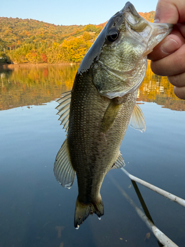 ラージマウスバスの釣果