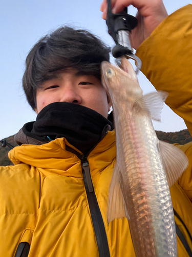 エソの釣果