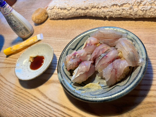 アジの釣果