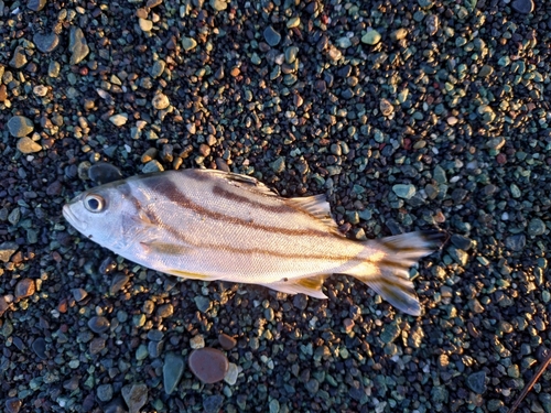 コトヒキの釣果