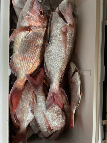 マダイの釣果