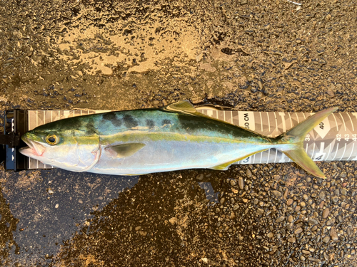 イナダの釣果