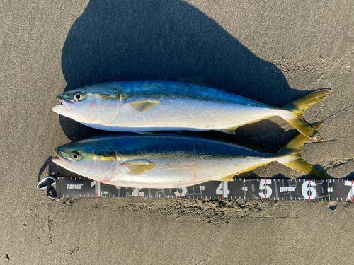 ワラサの釣果