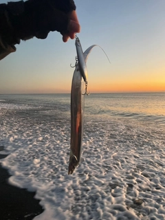 タチウオの釣果