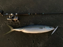 ツムブリの釣果