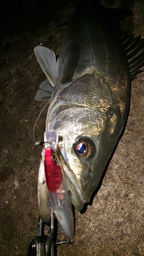 スズキの釣果