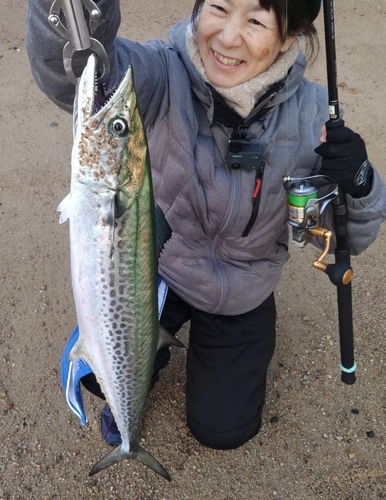 サワラの釣果