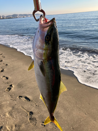 イナダの釣果