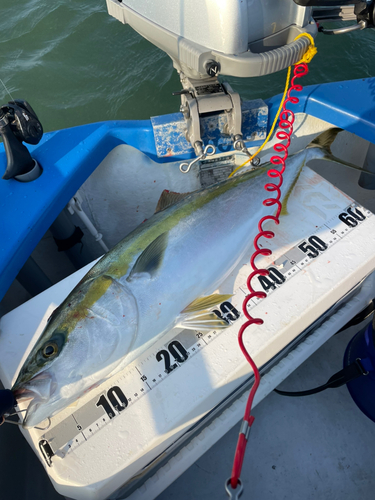 メジロの釣果