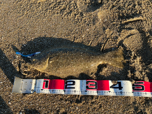 ヒラメの釣果