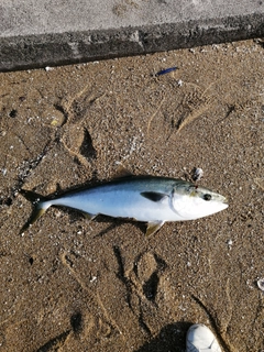 ブリの釣果