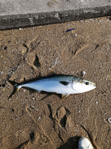 ブリの釣果